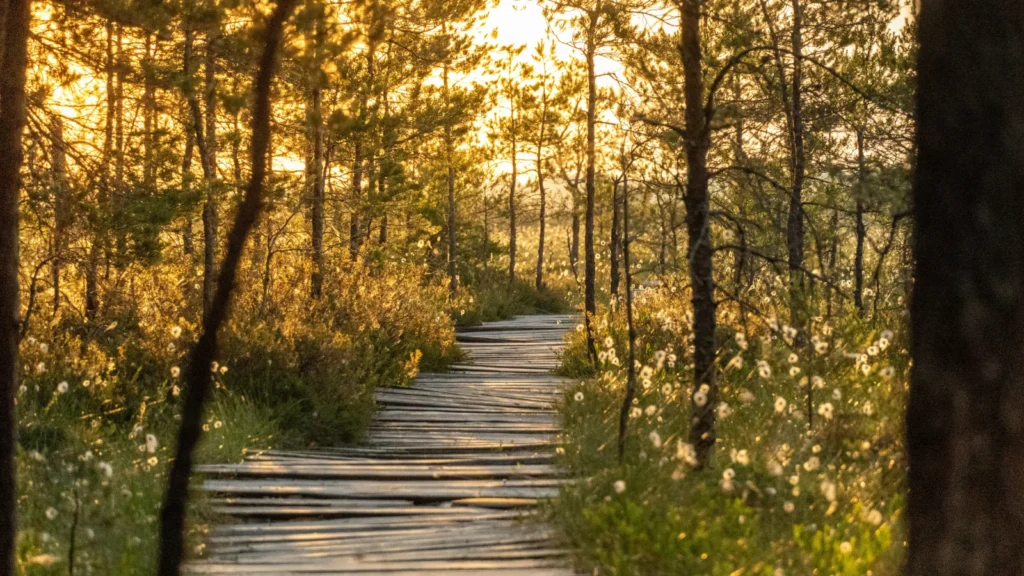 Sendero de madera que atraviesa un bosque natural estonio iluminado por el sol, simbolizando la libertad del estilo de vida del nómada digital.